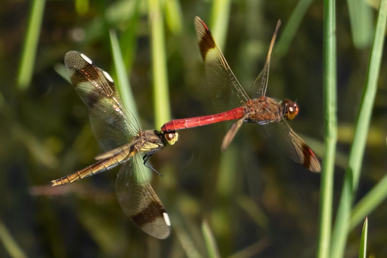 Sympetrum pedemontanum in-cop-3.jpg